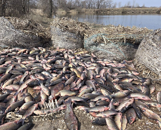 Potential rough fish limits draw local criticism